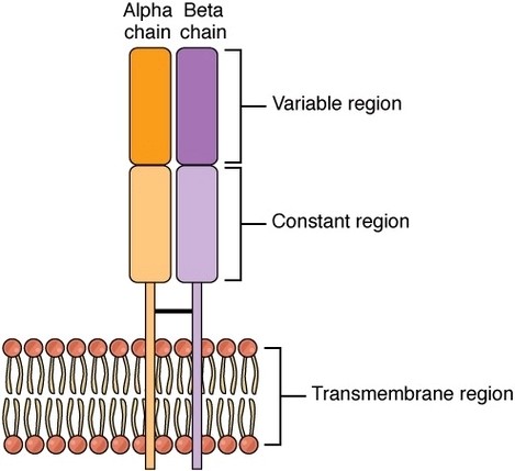 Alpha Beta T Cell Receptor