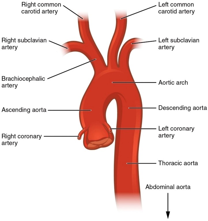 Aorta