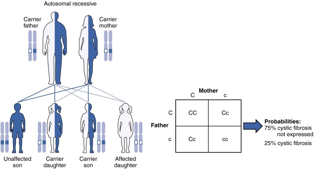 Autosomal Recessive Inheritance new