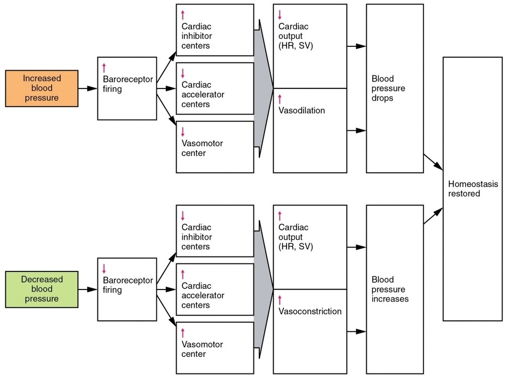 Baroreceptor Reflex Flow Art
