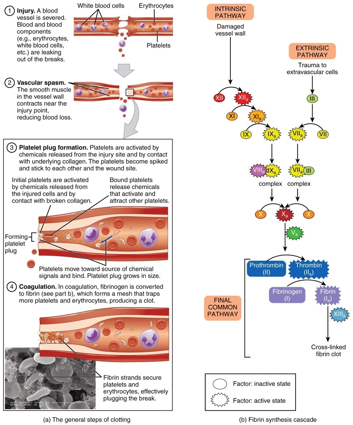 Blood Clotting