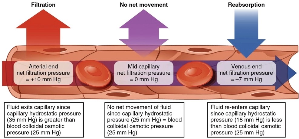 Capillary Exchange