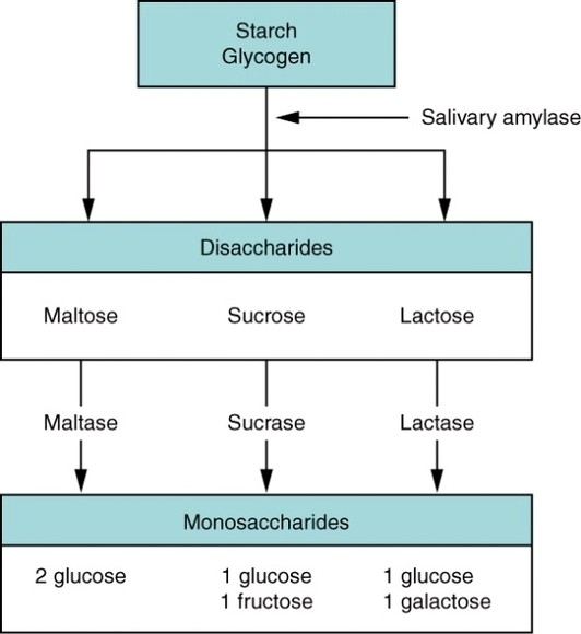 Carbon Digestion