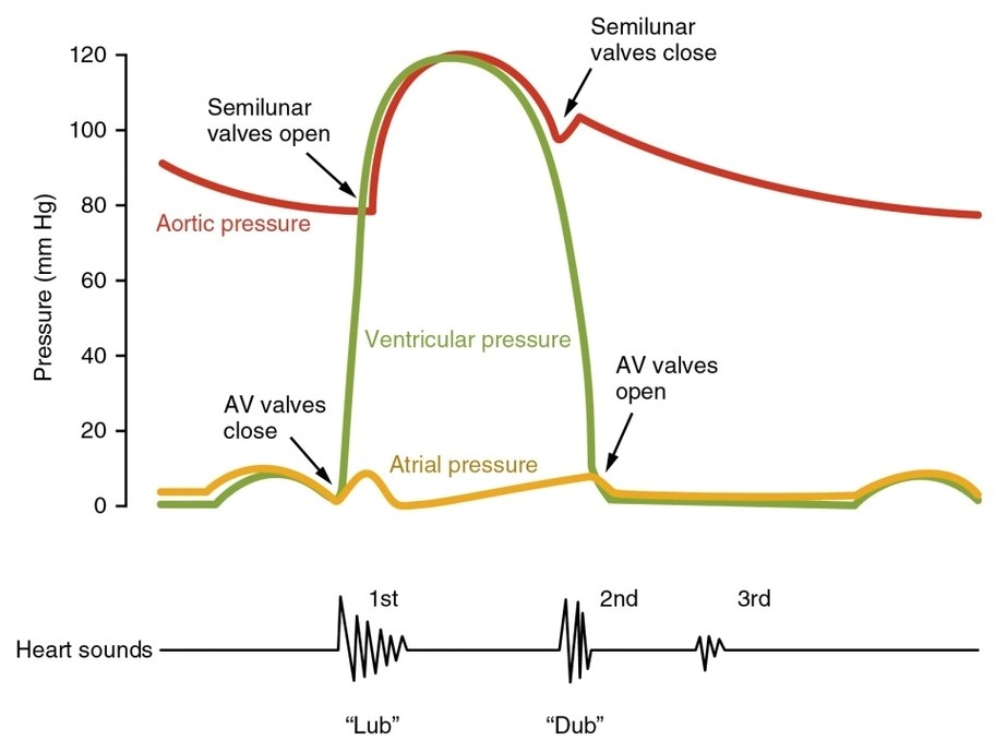 Cardiac Cycle vs Heart Sounds
