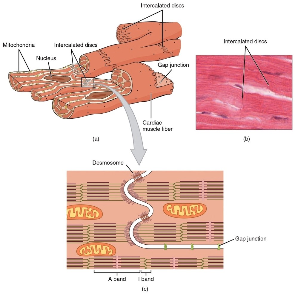 Cardiac Muscle