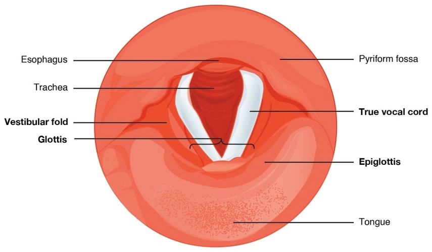 Cartilages of the Larynx