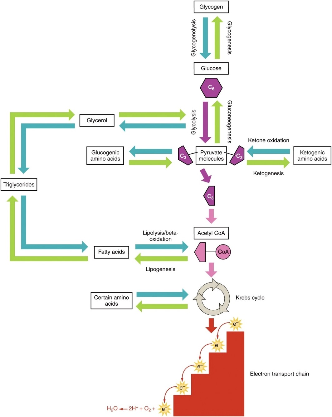 Catabolic and Anabolic Pathways