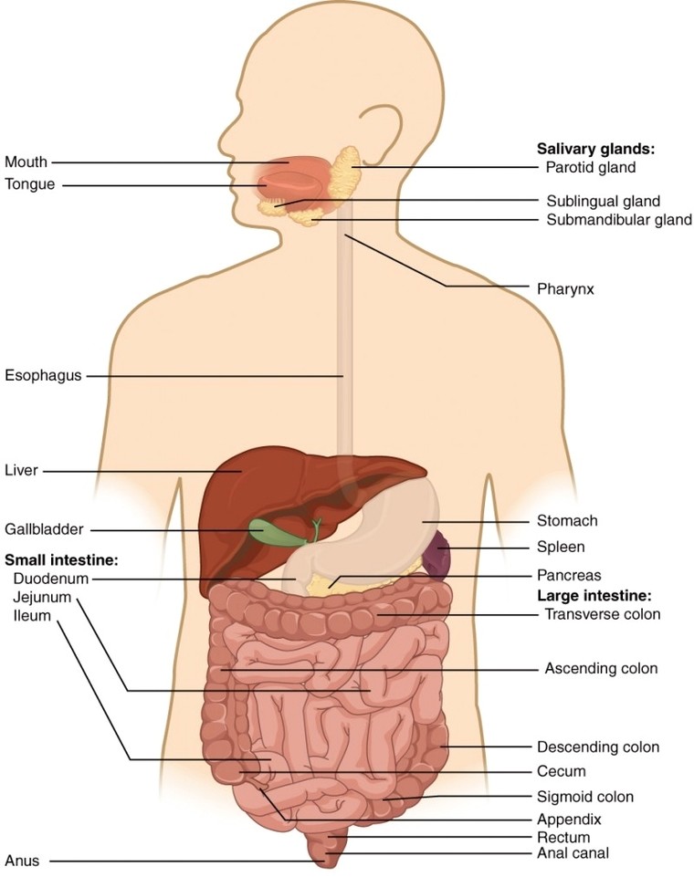 Components of the Digestive System