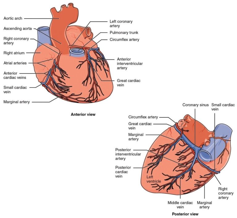 Coronary Blood Vessels