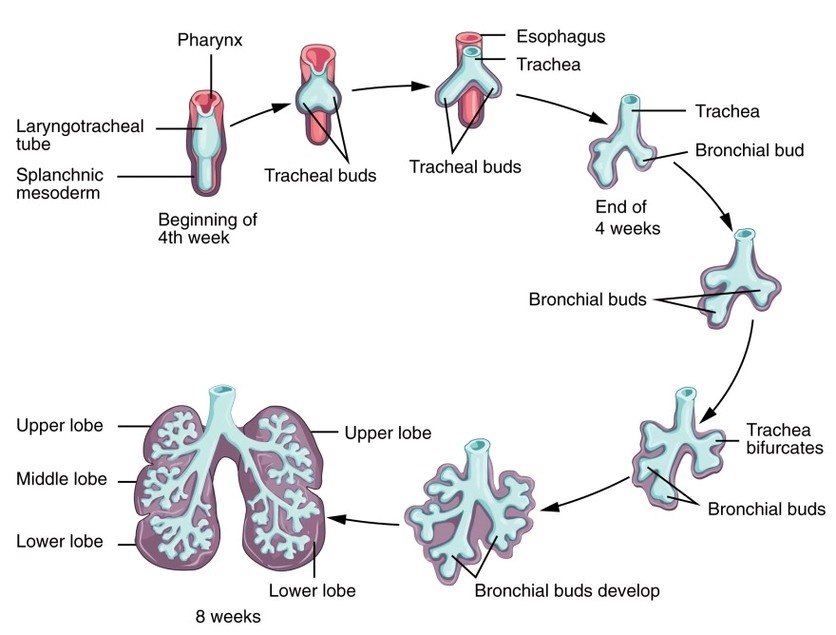 Development of Lower Respiratory System