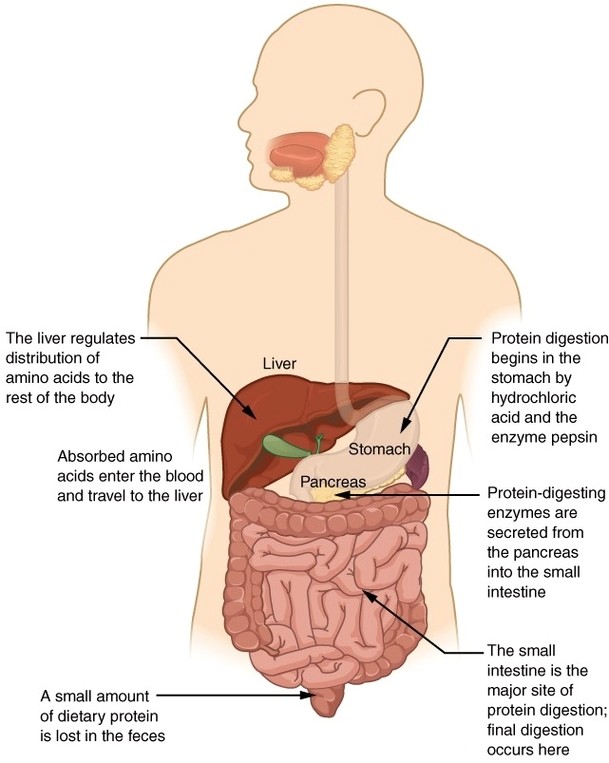 Digestion of Proteins Physiology