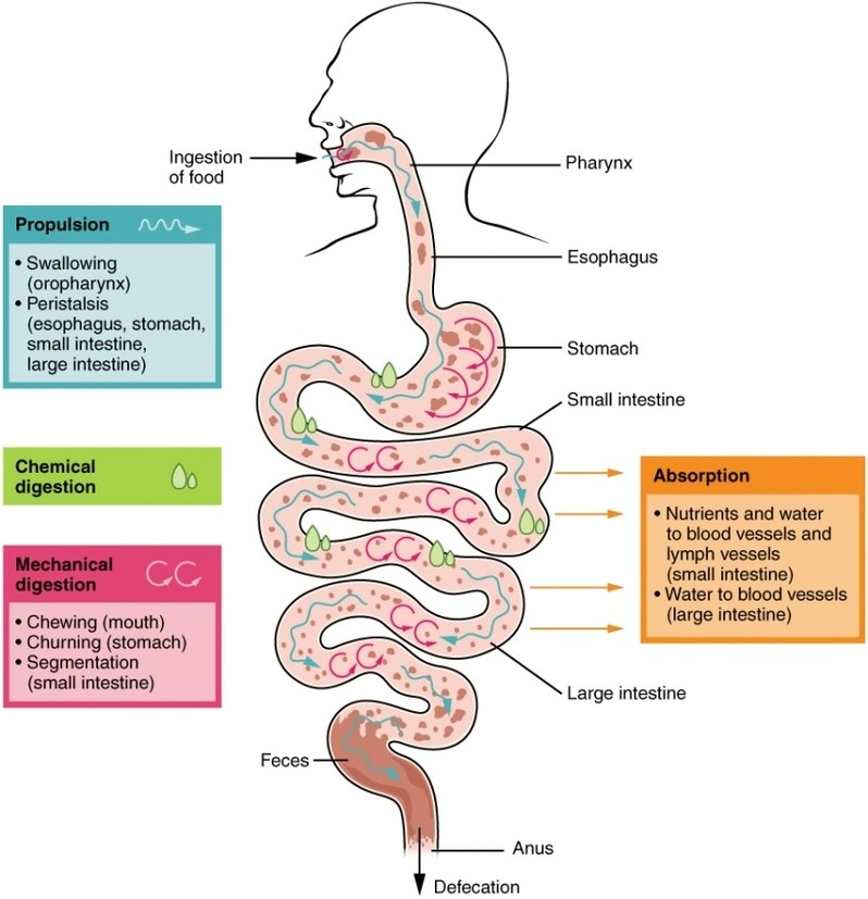 Digestive Process