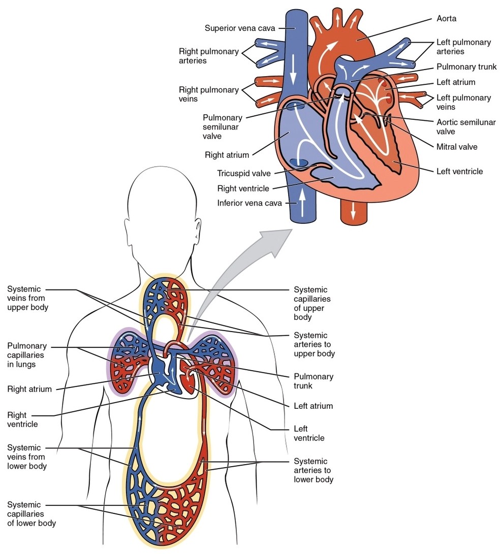 Dual System of Human Circulation