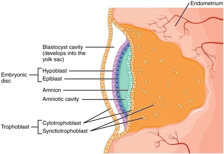 Embroyonic Disc Amniotic Cavity Yolk Sac