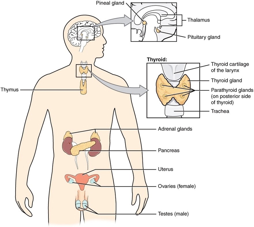 Endocrine System