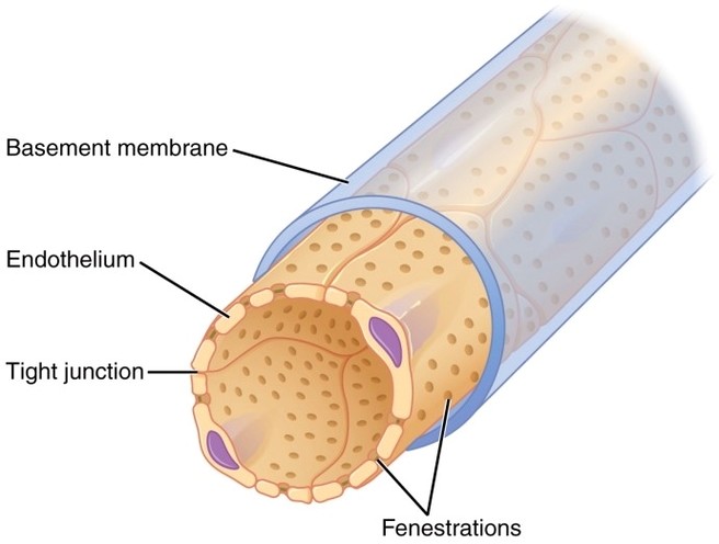 Fenestrated Capillary