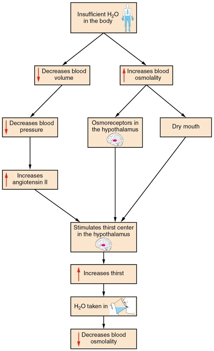 Flowchart of Thirst Response