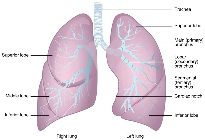 Gross Anatomy of the Lungs
