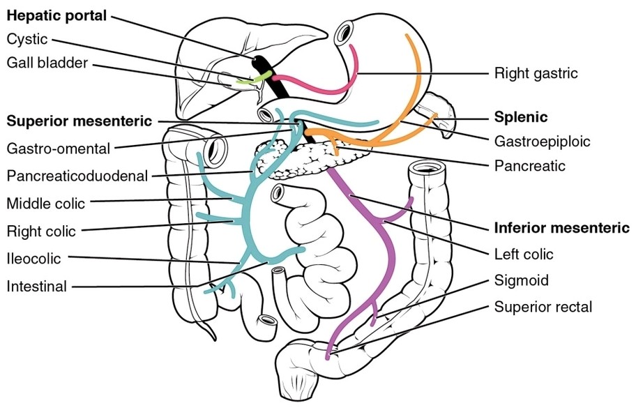 Hepatic Portal Vein System