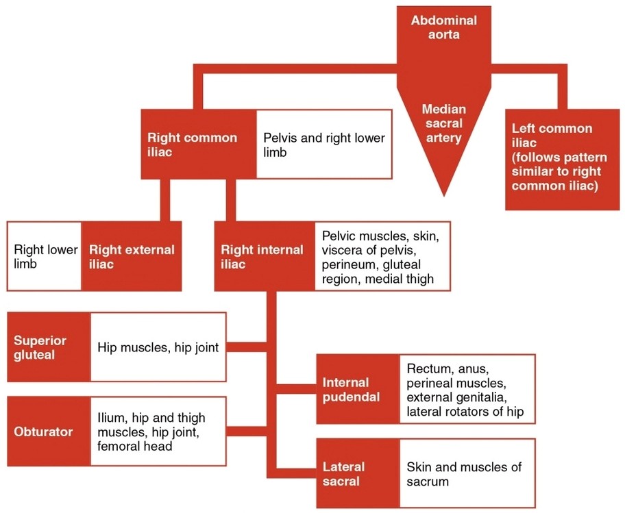 Iliac Artery Branches Chart
