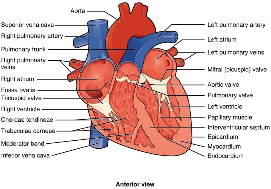 Internal Anatomy of the Heart