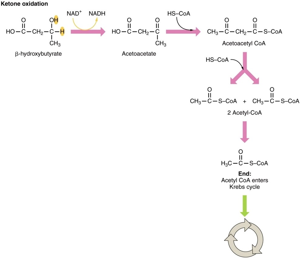 Ketone Oxidation