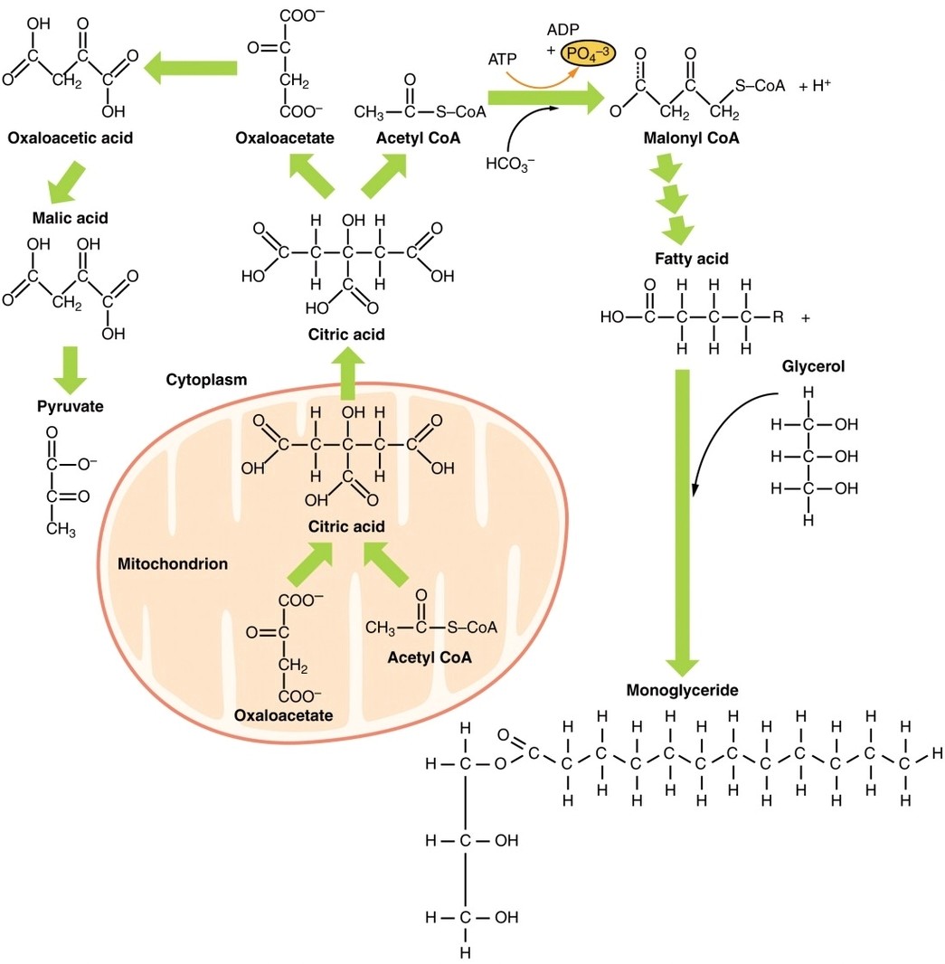 Lipid Metabolism