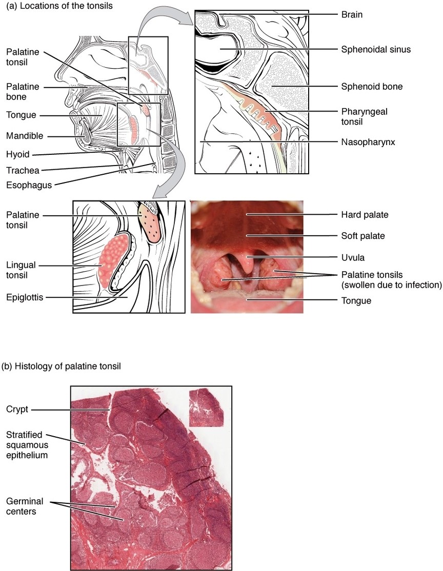 Location and History of Tonsils