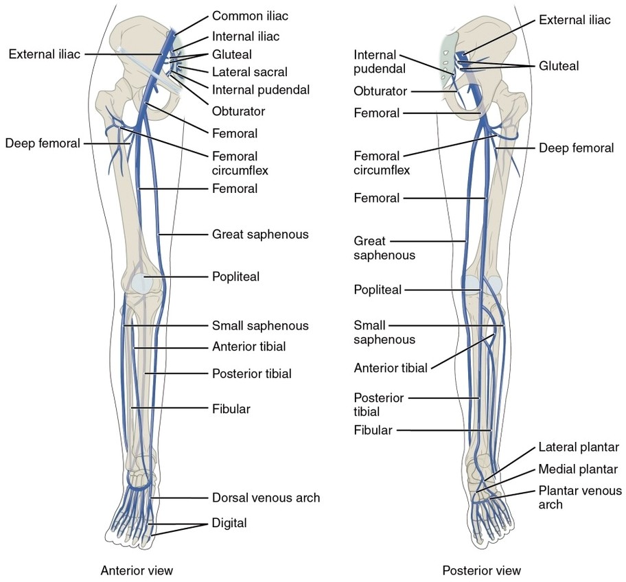 Lower Limb Veins Anterior Posterior