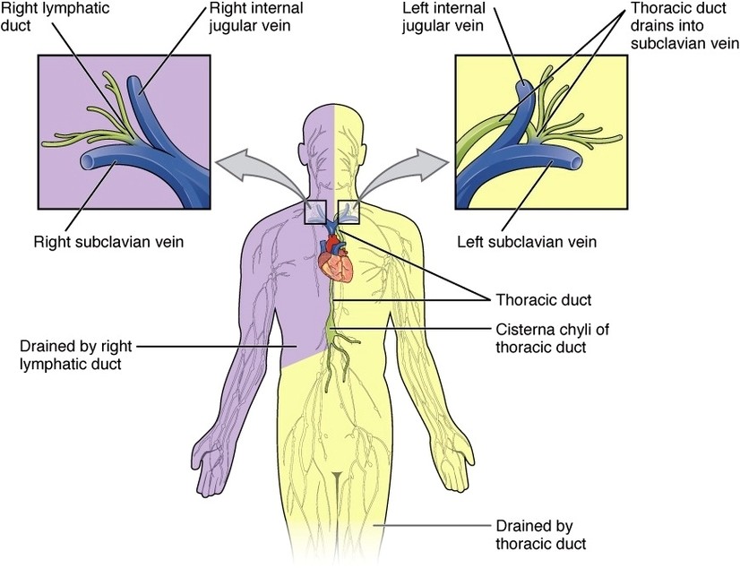 Lymphatic Trunks and Ducts System
