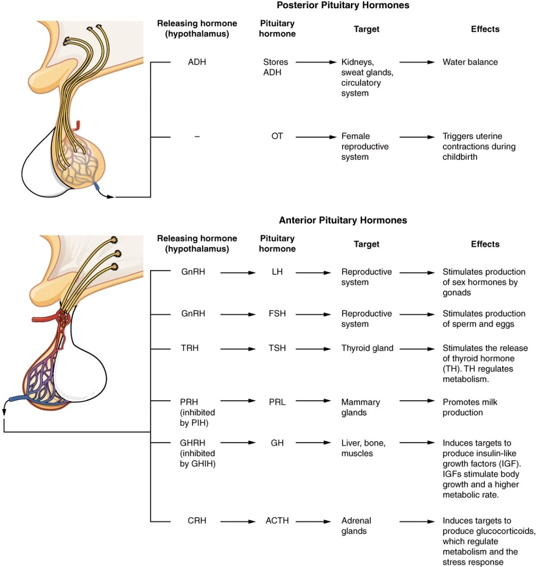 Major Pituitary Hormones