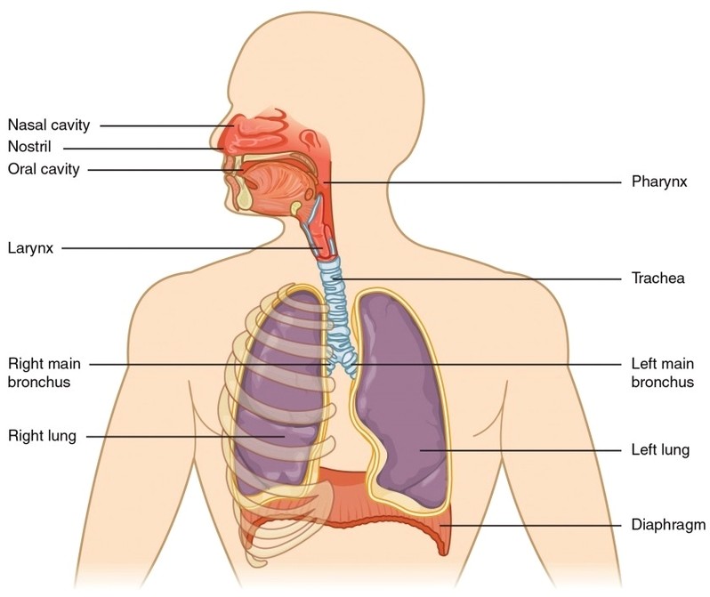 Major Respiratory Organs