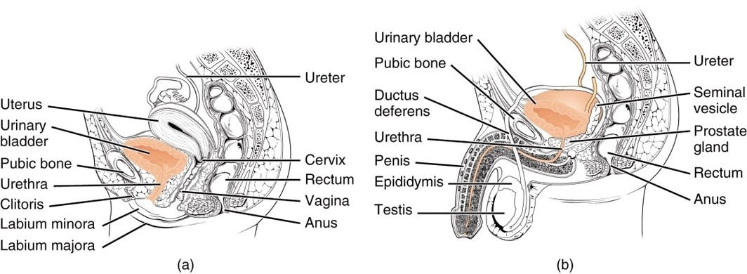 Male Urethra
