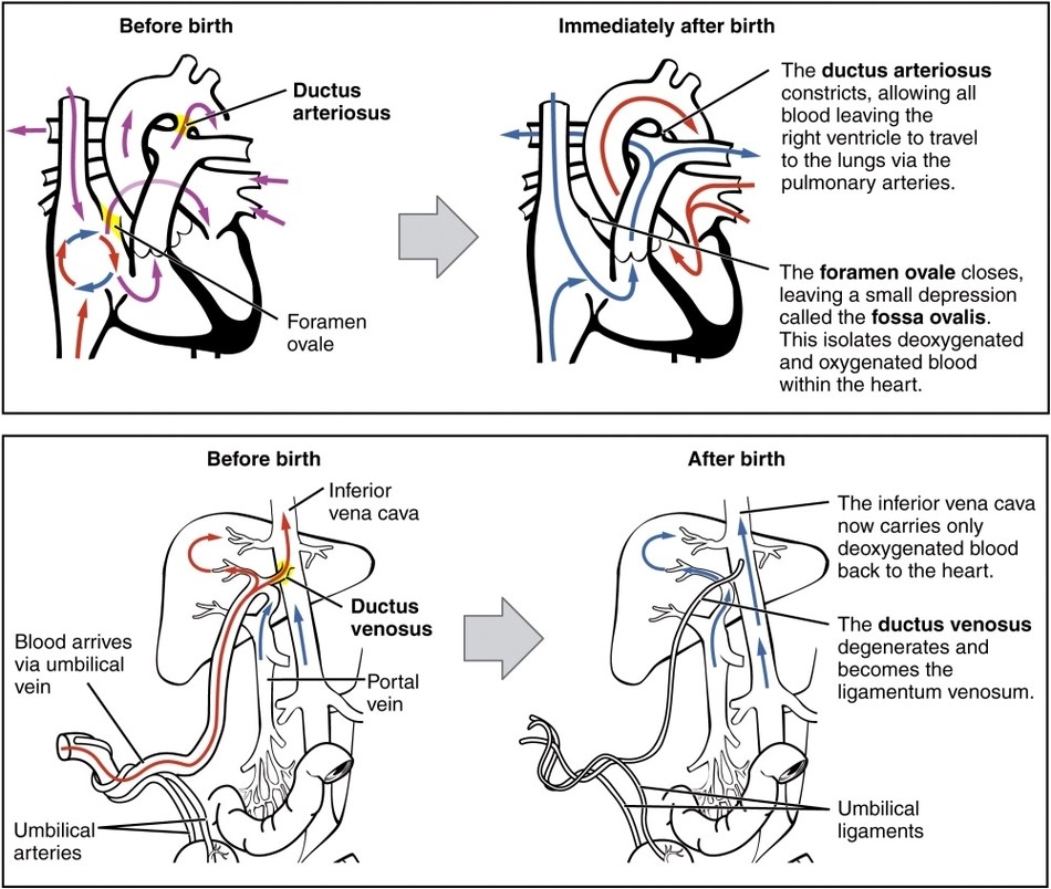 Neonatal Circulatory System
