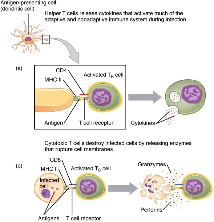 Pathogen Presentation