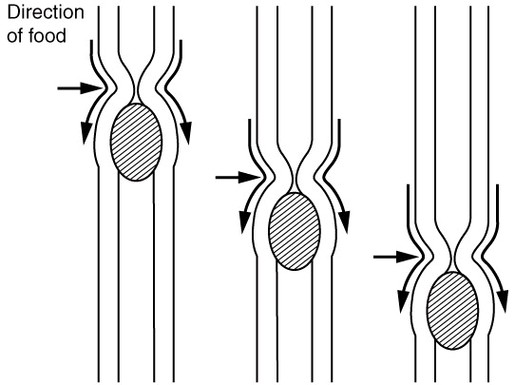 Peristalsis