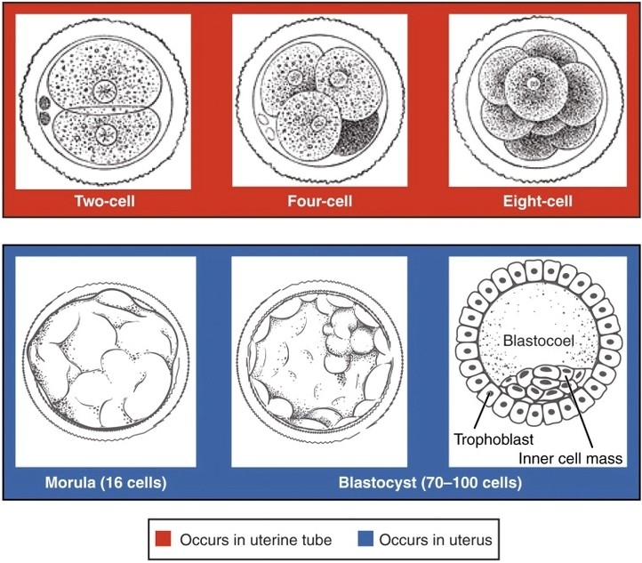 Preembryonic Cleavages