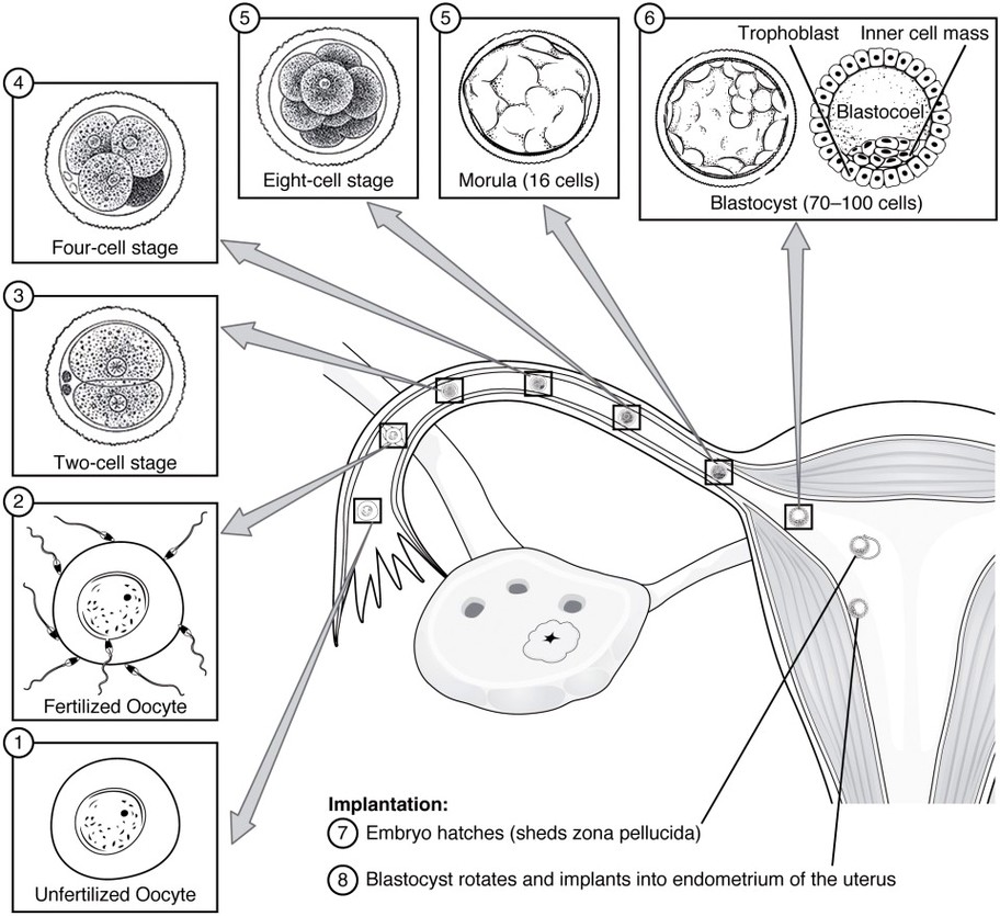 Preembryonic Development