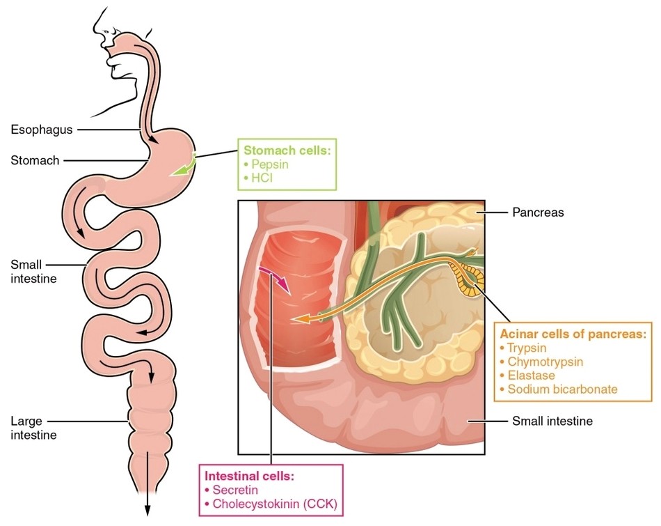 Protein Digesting Enzymes