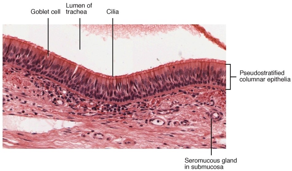 Pseudostratified Epithelium