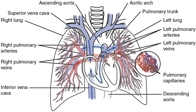 Pulmonary Circuit