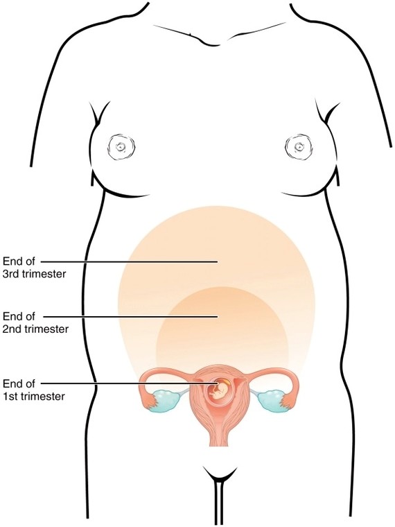 Size of Uterus Throughout Pregnancy