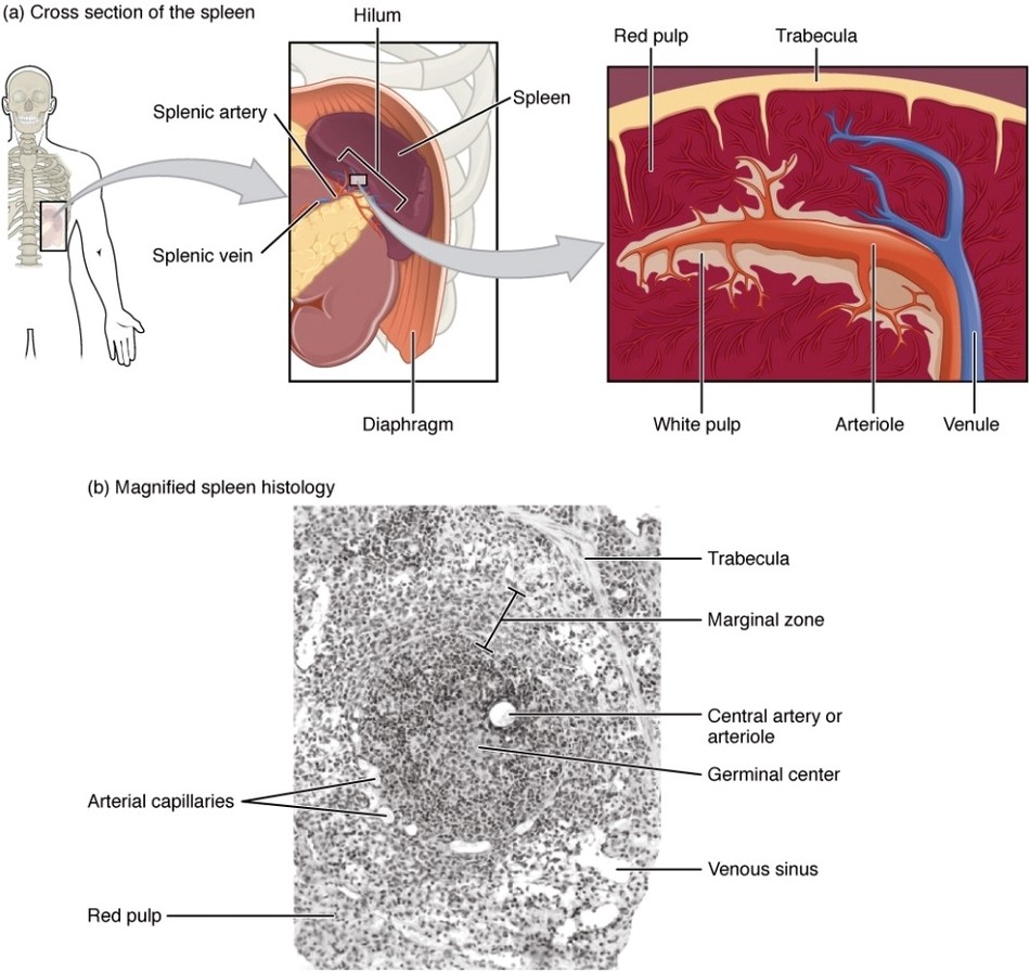 Spleen