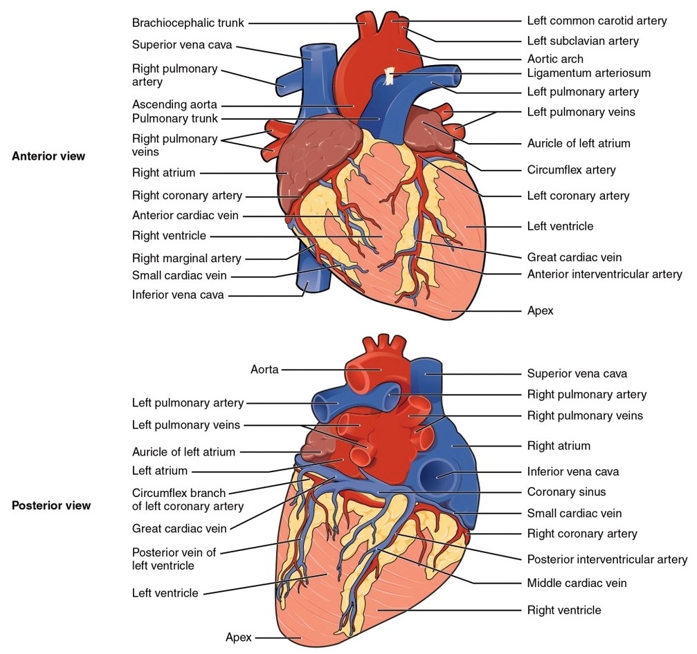 Surface Anatomy of the Heart