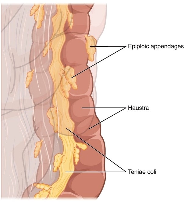 Teniae Coli Haustra Epiploic Appendage