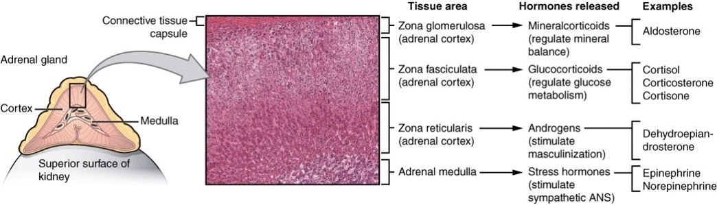 The Adrenal Glands