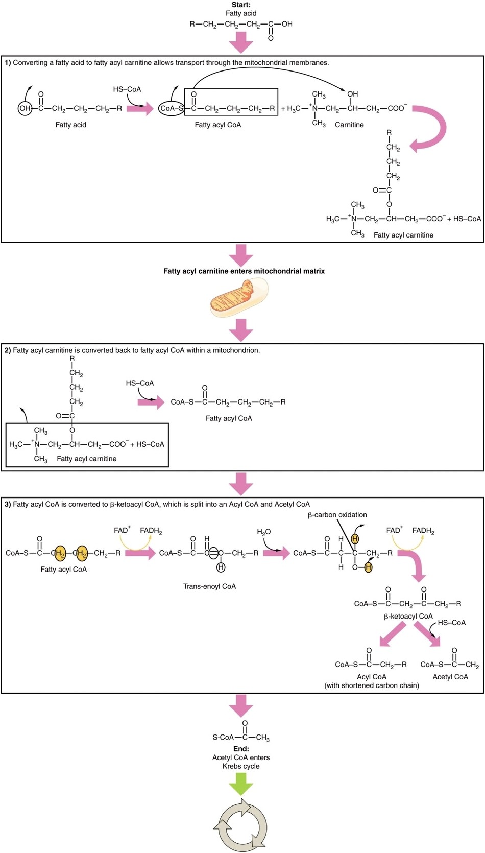 The Breakdown of Fatty Acids