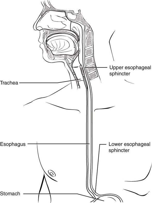 The Esophagus