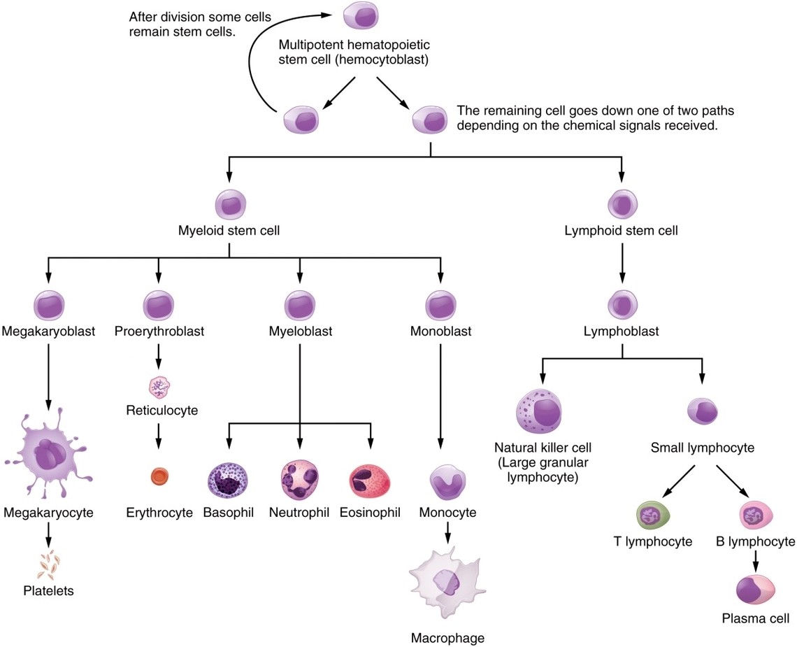 The Hematopoietic System of the Bone Marrow new