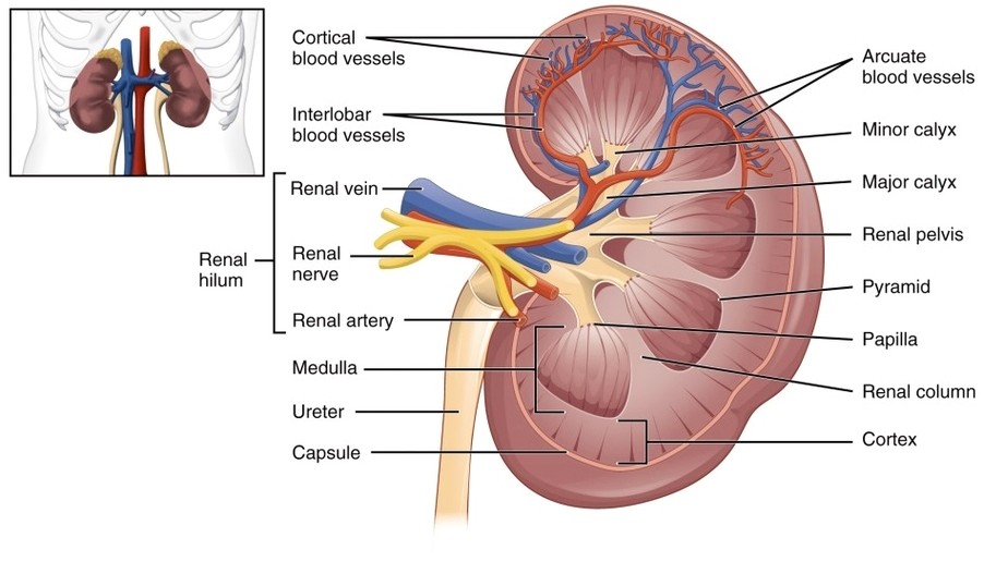 The Kidney